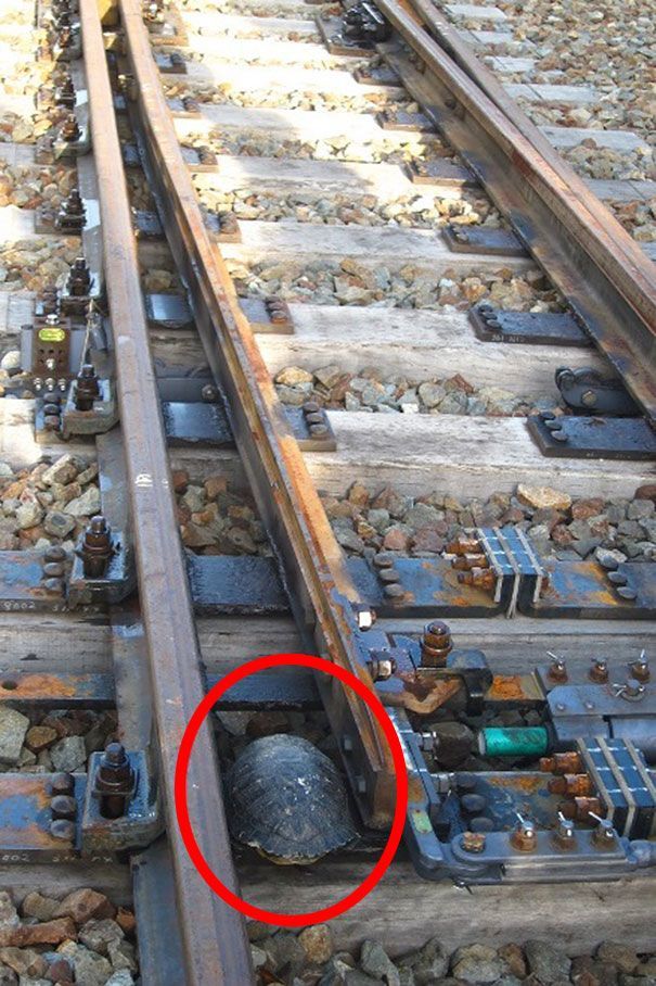 В Японії на залізничних шляхах побудували тунелі для черепах - фото 2