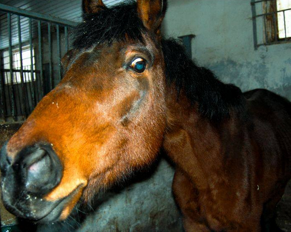 У Дніпрі зоозахисникам вдалося забрати у живодерів заморених голодом коней - фото 3