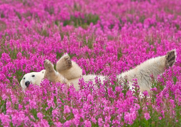Як романтично виглядають білі ведмеді у квітах - фото 3