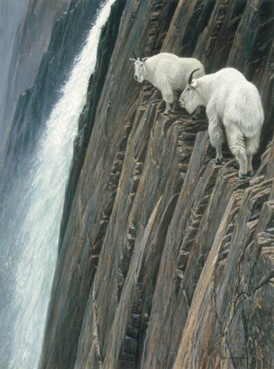 Як гірські кози доводять, що вони найбезстрашніші істоти у світі - фото 3