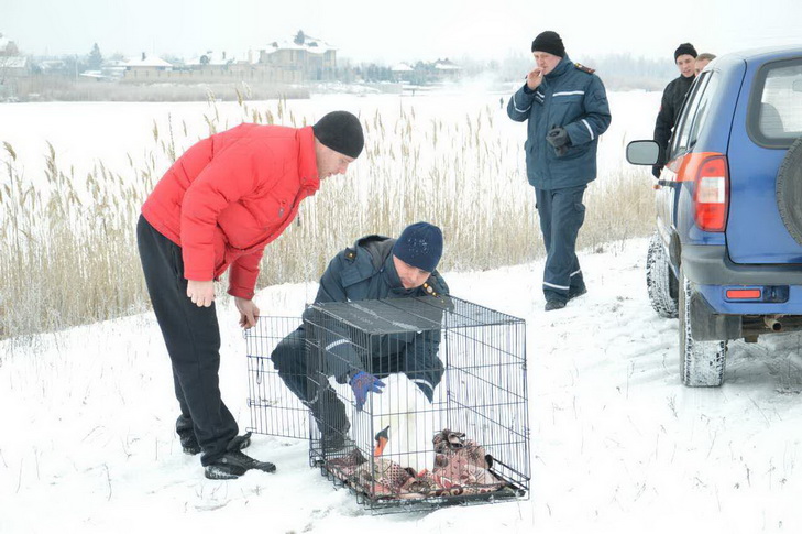 У Дніпрі рятували лебедя з вогнепальним пораненням - фото 1