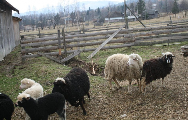 Де у Карпатх можна полікуватися вівцями - фото 1