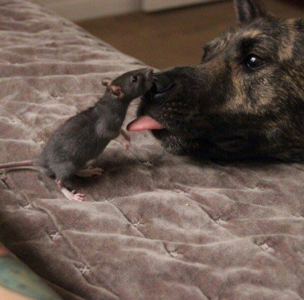 Як песик з пацюком цілується - фото 4