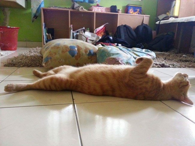Докази того, що тільки котам підвладне мистецтво витонченого сну - фото 1