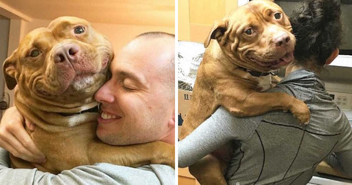 Як виглядає пес, котрий ніколи не перестає посміхатися - фото 8