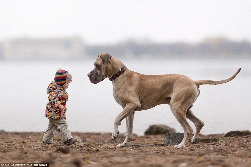 ТОП-8 гігантських собак, які подружились із крихітними дітьми - фото 6