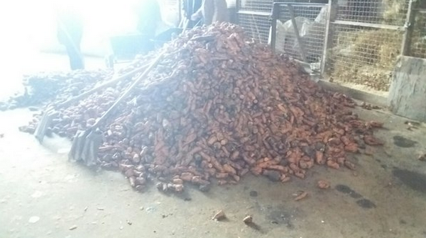 Врятованим від живодерів коням привезли тонни смаколиків - фото 1