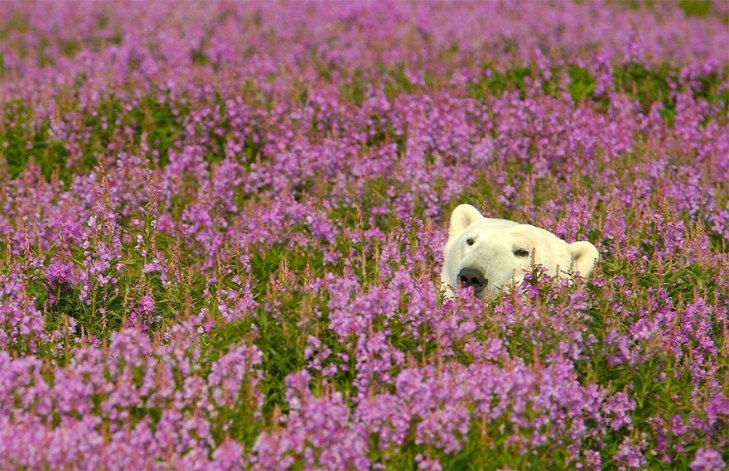 Як романтично виглядають білі ведмеді у квітах - фото 1