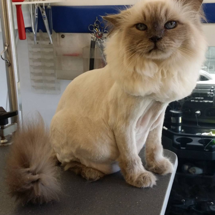 12 котів з невдалими зачісками, котрі точно ненавидять своїх перукарів - фото 1
