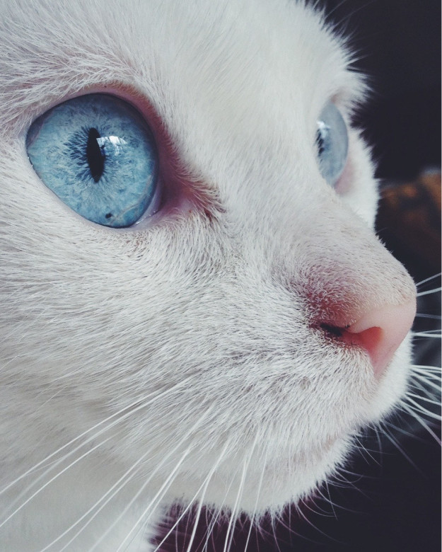 Як незвичайно виглядають коти з дивним кольором очей - фото 7