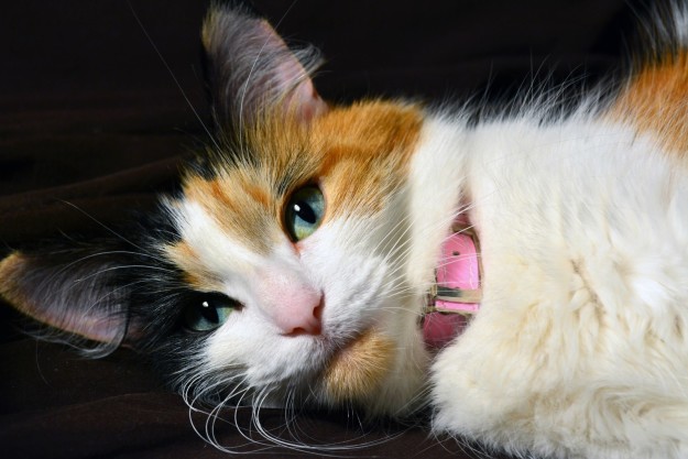 Як незвичайно виглядають коти з дивним кольором очей - фото 6