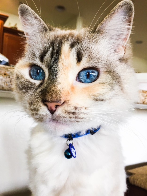 Як незвичайно виглядають коти з дивним кольором очей - фото 4