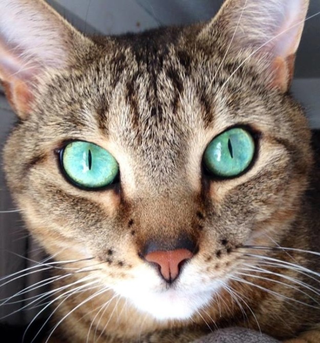 Як незвичайно виглядають коти з дивним кольором очей - фото 3