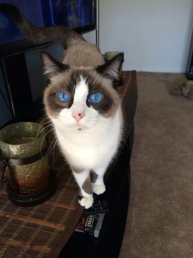 Як незвичайно виглядають коти з дивним кольором очей - фото 2