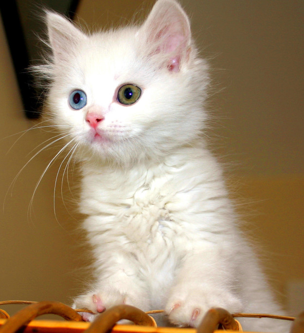 Як незвичайно виглядають коти з дивним кольором очей - фото 9