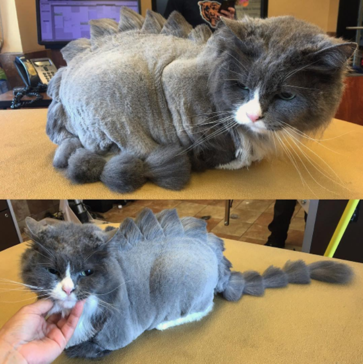 12 котів з невдалими зачісками, котрі точно ненавидять своїх перукарів - фото 9