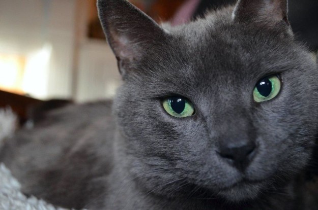 Як незвичайно виглядають коти з дивним кольором очей - фото 8