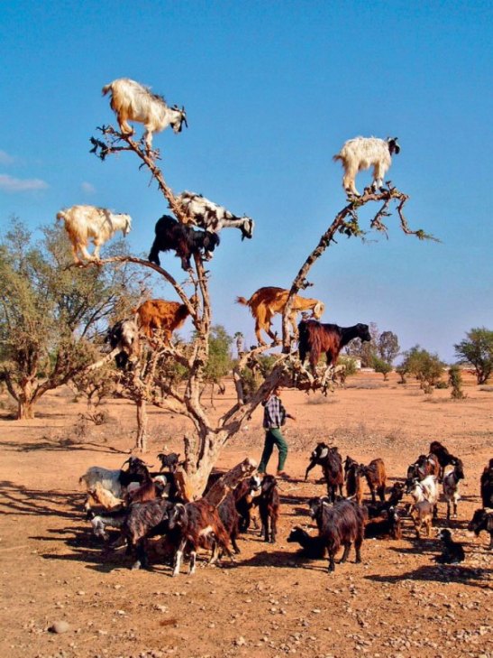 Як гірські кози доводять, що вони найбезстрашніші істоти у світі - фото 1
