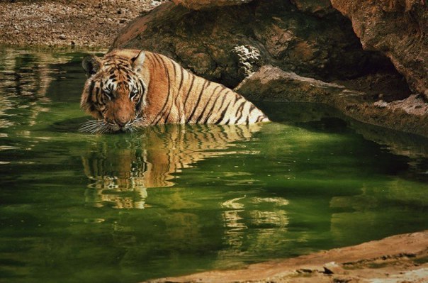 У Таїланді знають, як приручити тигрів - фото 1