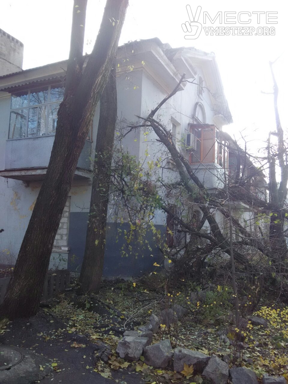 У Запоріжжі на будинок впало велике дерево - фото 2