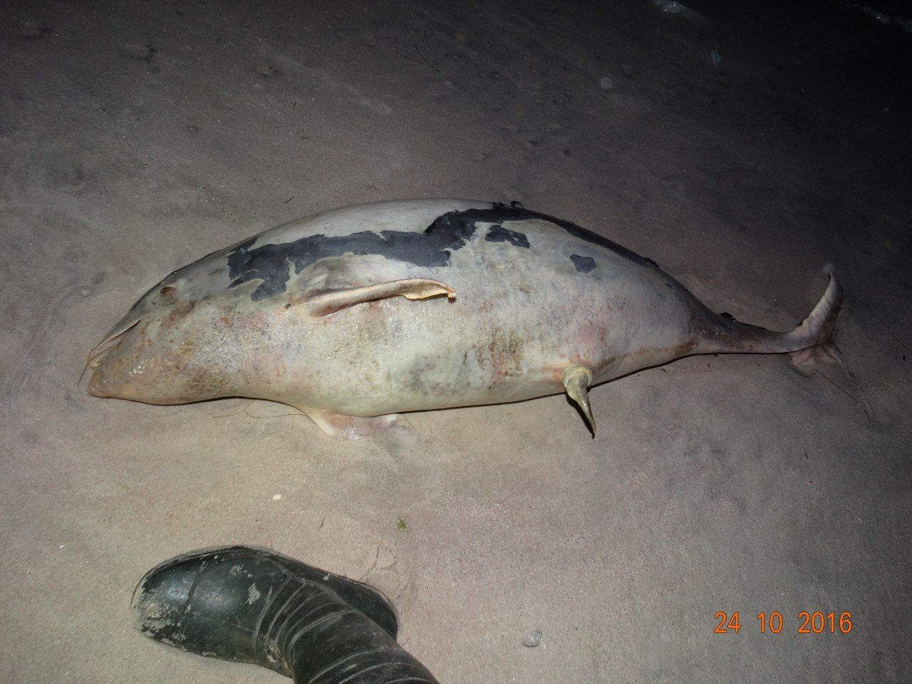На Запоріжжі на березі моря знайшли мертвого дельфіна - фото 1