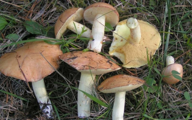 У лісах Новоросійська збирали перші гриб…