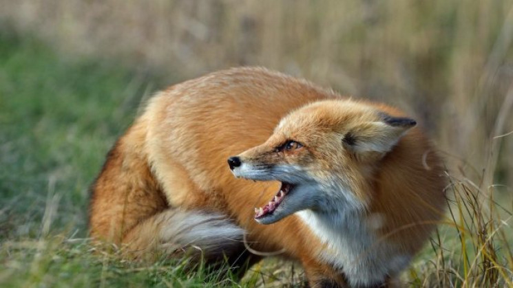 На Свалявщині виявлено скажену лисицю…