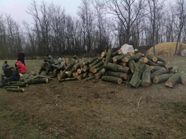 На Кропивниччині полтавський "чорний ліс…