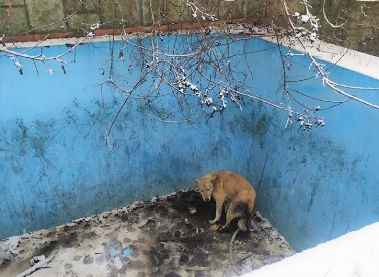 В Ужгороде полицейские спасали собаку из…