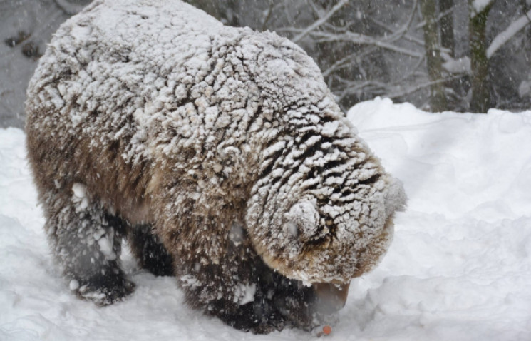 Як ведмеді на Синевирі радіють снігу…