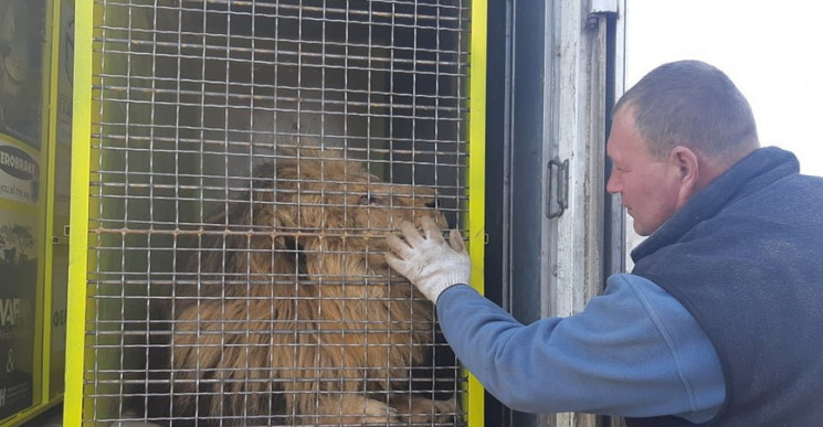 Врятований зі шкуродерні лев з Покровськ…