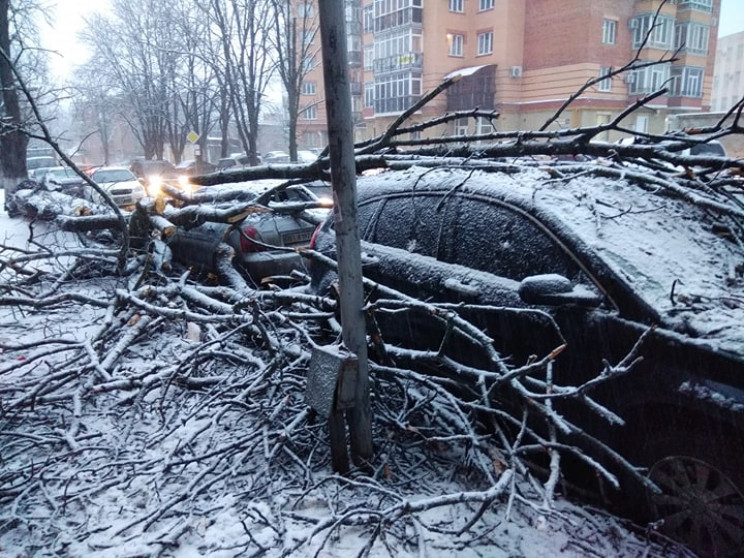 У Полтаві трухляве дерево розтрощило дві…