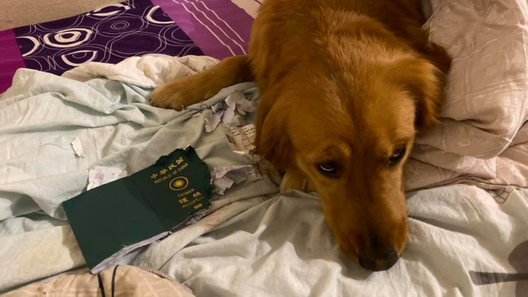 Неслухняний собака пошматував паспорт ха…