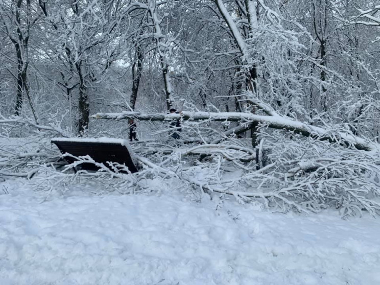 У Дніпрі вітер валив дерева у відремонто…