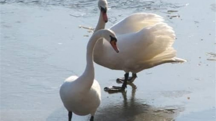 Двох лебедів врятували на річці Горинь…