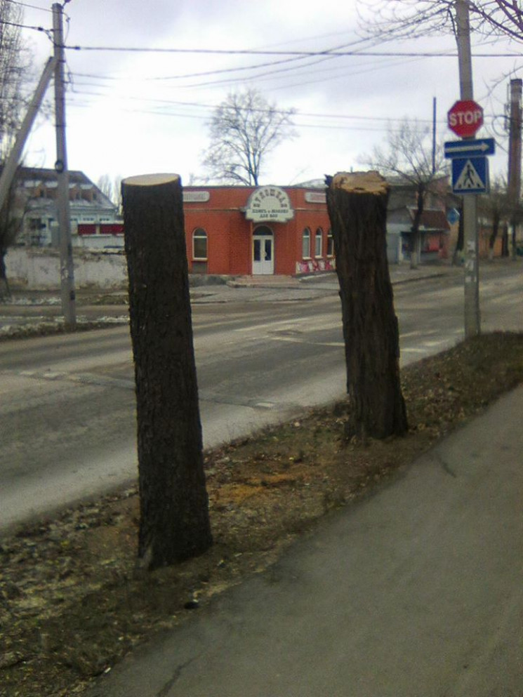 В центре Кропивницкого с двух деревьев с…