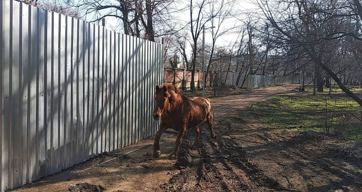 Из Одесского зоопарка сбежал рабочий кон…