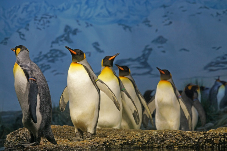Мова африканських пінгвінів схожа на люд…