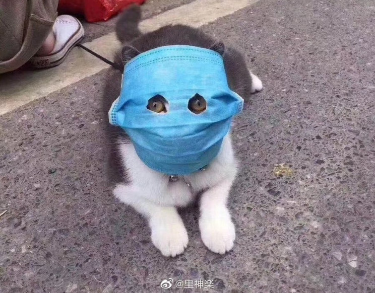 Кіт у захисній масці від коронавірусу по…