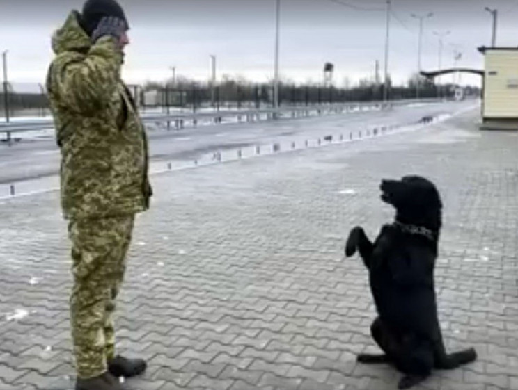 Как пограничный пес на границе с аннекси…