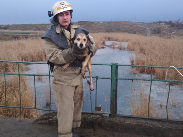 На Дніпропетровщині пес зачепився ланцюг…