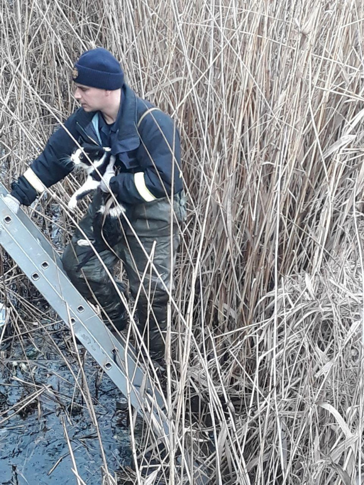 В Кропивницком из водоема достали кота…