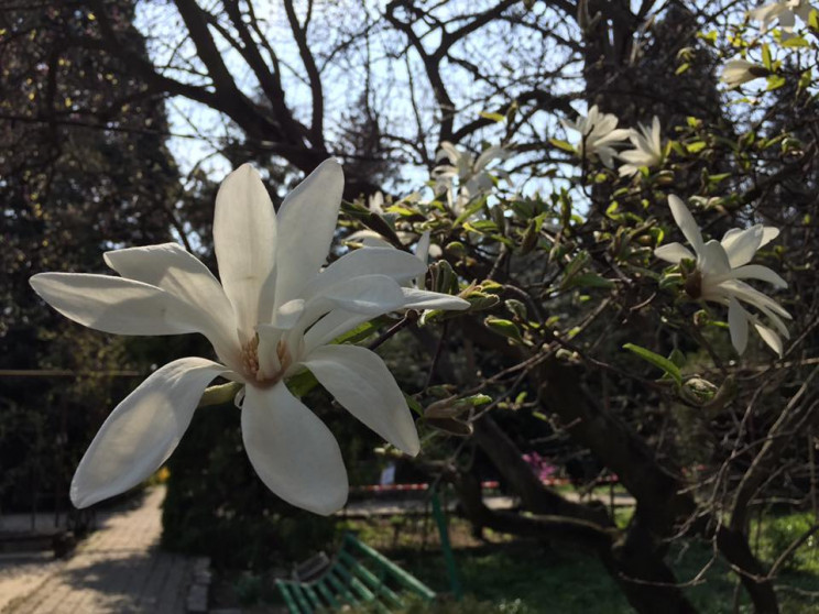 Ужгород квітує: У місті цвіте близько 40…