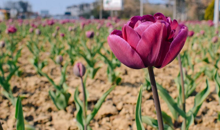 В Ужгороде зацветают 20 тысяч тюльпанов…