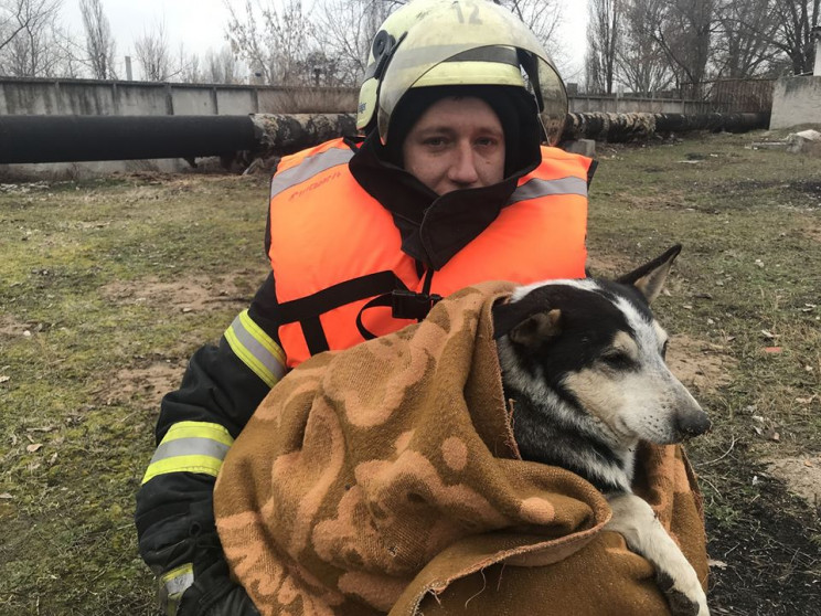 На Луганщине спасли собаку, которая пров…