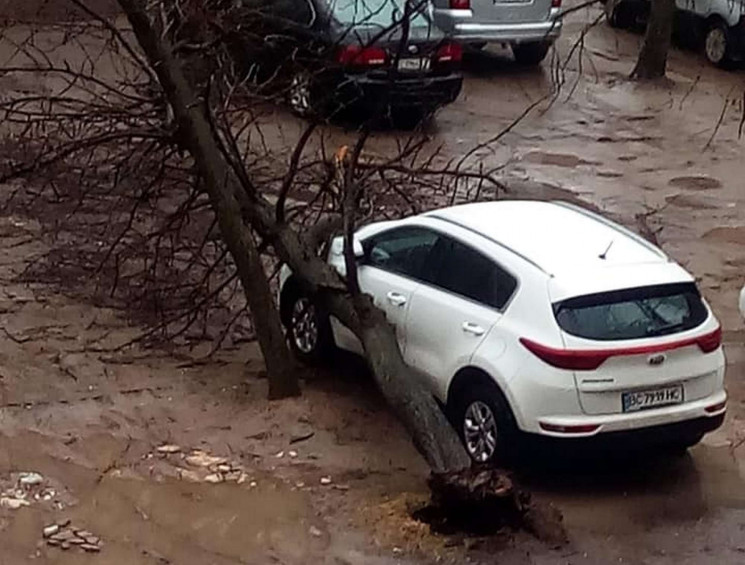 У Львові на автомобілі впали дерева (ФОТ…