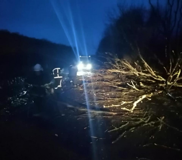Біля Франківська дерево впало на пасажир…
