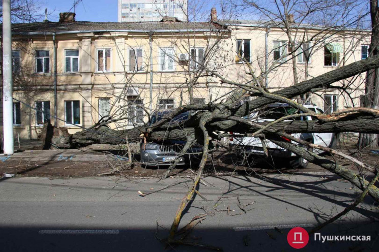На Одещині вирує негода: Падають дерева,…