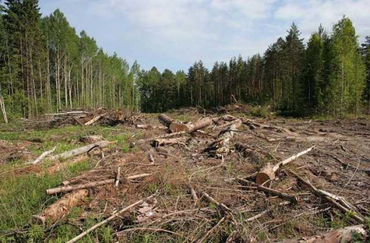 На території скандального лісгоспу на Ха…