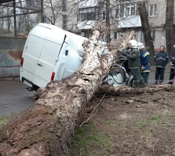 В Кривом Роге дерево раздавило машину…